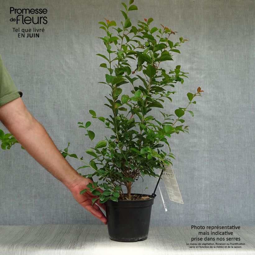 Esimerkki kesällä toimitetusta Kiinankutrio Neige d'Eté Pot de 3L/4L-taimesta