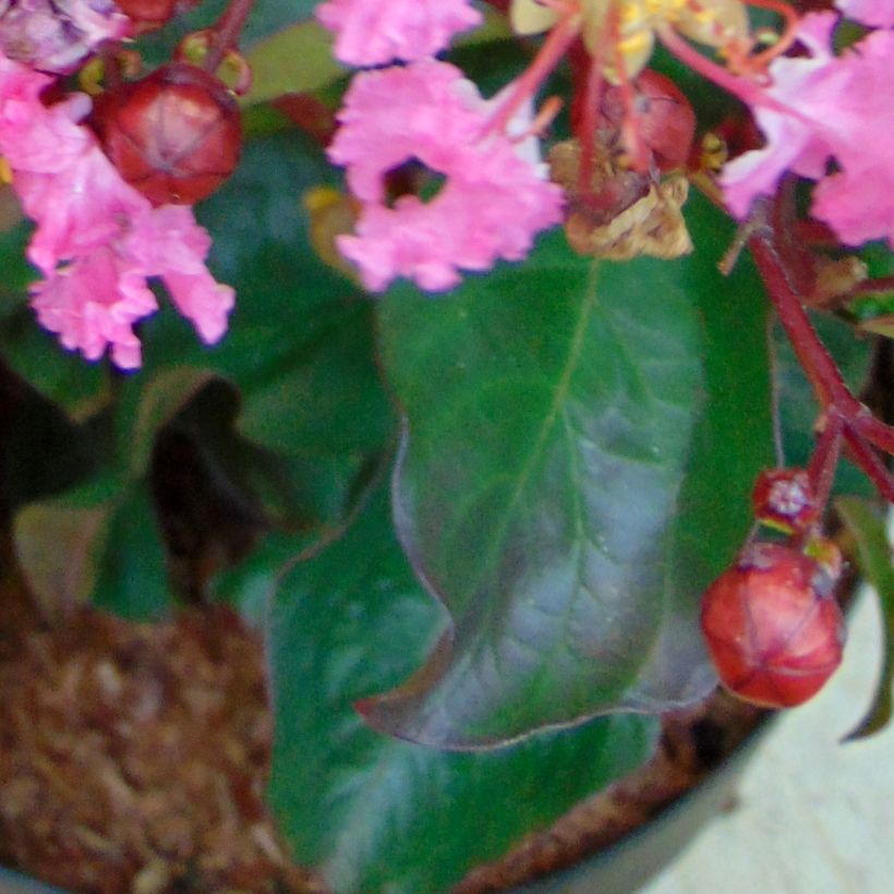 Kiinankutrio Rhapsody in PINK (Lehvistö)