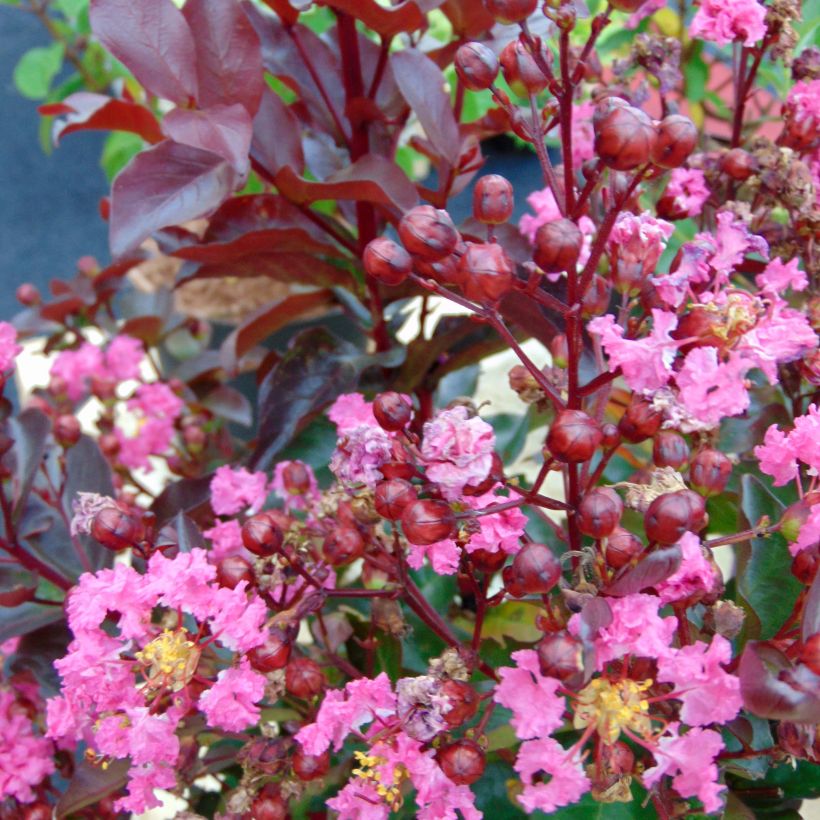 Kiinankutrio Rhapsody in PINK (Kukinta)