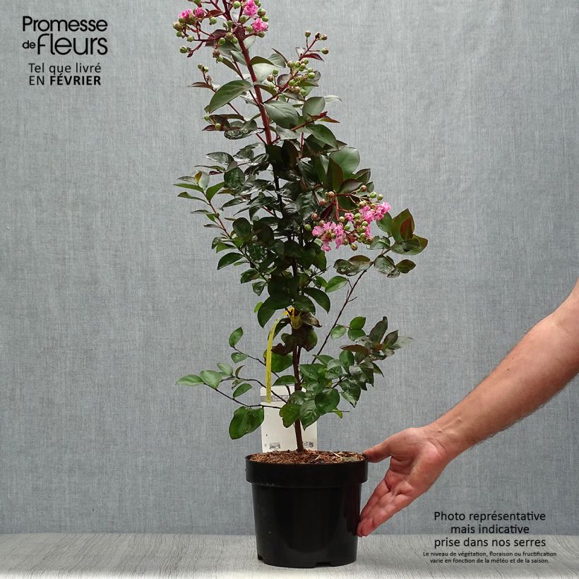 Esimerkki syksyllä toimitetusta Kiinankutrio Rhapsody in PINK 3 litran/4 litran ruukku, Pensas-taimesta