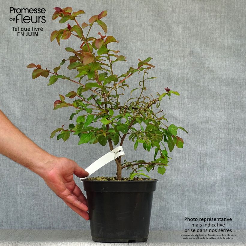 Esimerkki kesällä toimitetusta Kiinankutrio Rhapsody in PINK Pot de 3L/4L, Buisson-taimesta