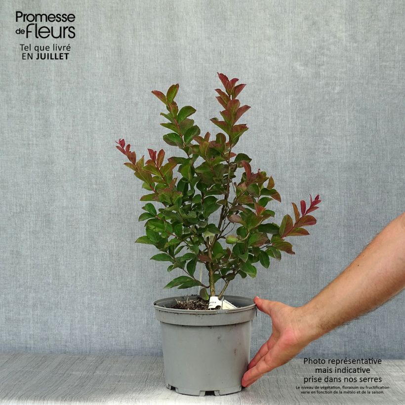 Esimerkki kesällä toimitetusta Kiinankutrio Berlingot Menthe Pot de 3L/4L, Buisson-taimesta