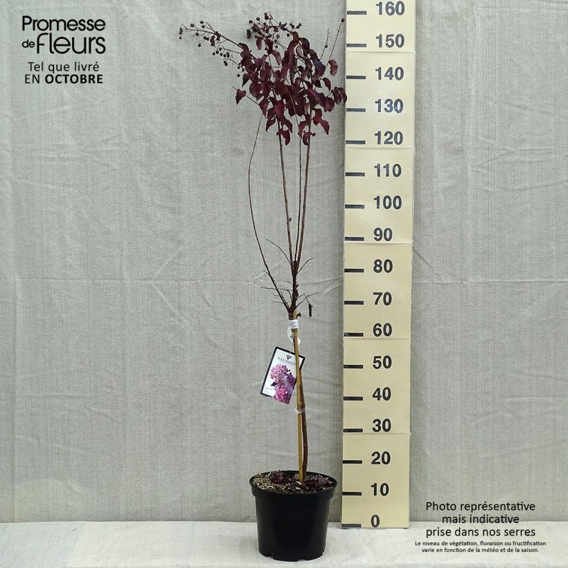 Esimerkki syksyllä toimitetusta Kiinankutrio Black Diamond Lavender Lace 7,5 litran / 10 litran ruukku-taimesta