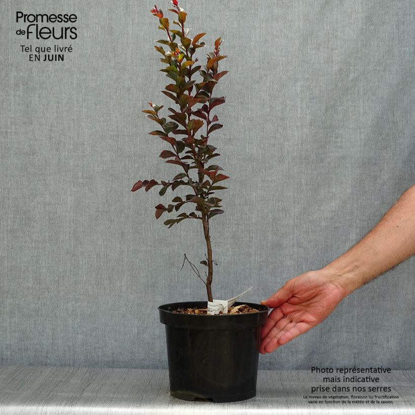 Esimerkki kesällä toimitetusta Kiinankutrio Black Solitaire Blush Ruukku 3L / 4L-taimesta