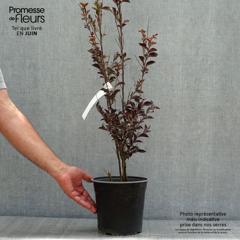 Esimerkki kesällä toimitetusta Kiinankutrio Black Solitaire Pure White Ruukku 3L / 4L-taimesta