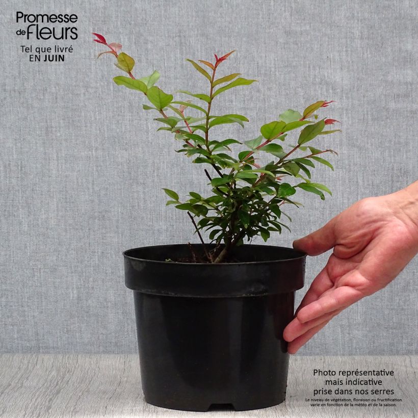 Esimerkki kesällä toimitetusta Kiinankutrio Coral Magic Pot de 2L/3L-taimesta
