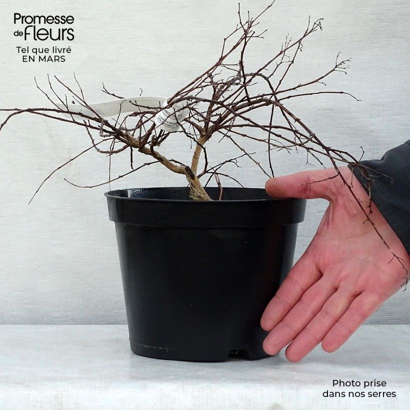 Esimerkki keväällä toimitetusta Kiinankutrio Cordon Bleu Pot de 3L/4L, Buisson-taimesta