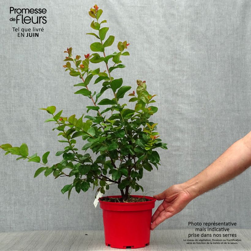 Esimerkki kesällä toimitetusta Kiinankutrio Dynamite Ruukku 3L / 4L, Buisson-taimesta