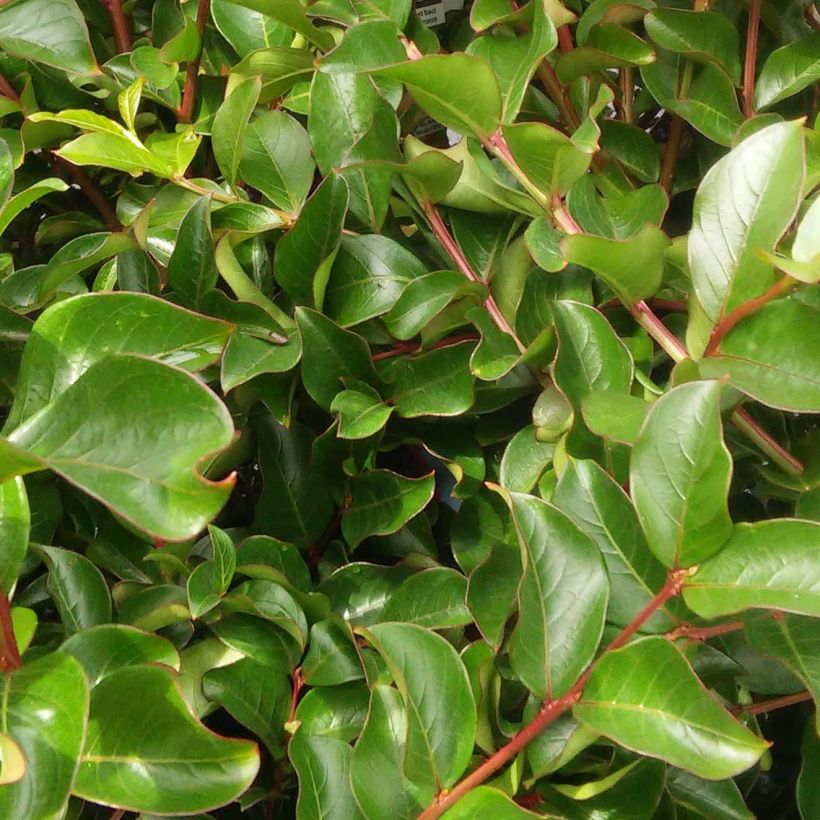 Kiinankutrio Fuchsia d'Eté Indyfus (Lehvistö)