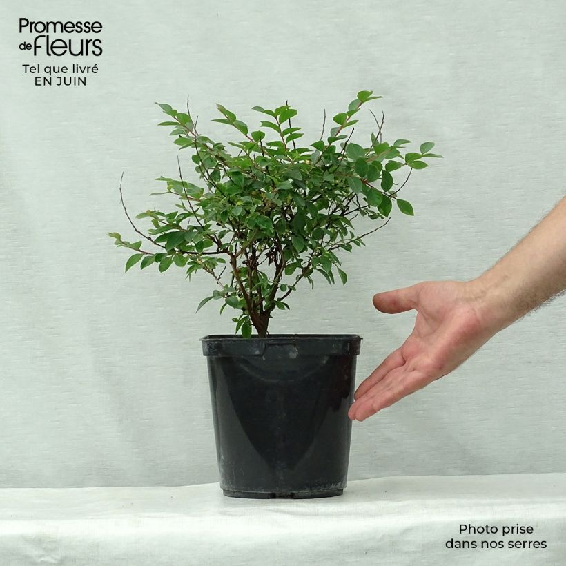 Esimerkki kesällä toimitetusta Kiinankutrio Fuchsia d'Eté Indyfus Pot de 4L/5L, Buisson-taimesta