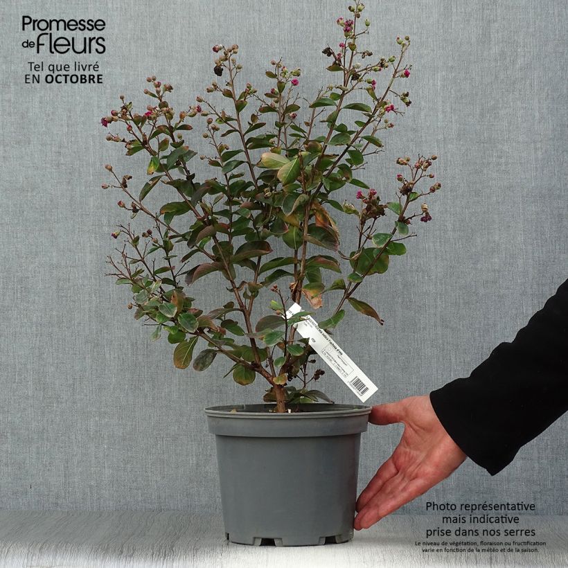 Esimerkki syksyllä toimitetusta Kiinankutrio Fuchsia d'Eté Indyfus 4 litran/5 litran ruukku, Pensas-taimesta