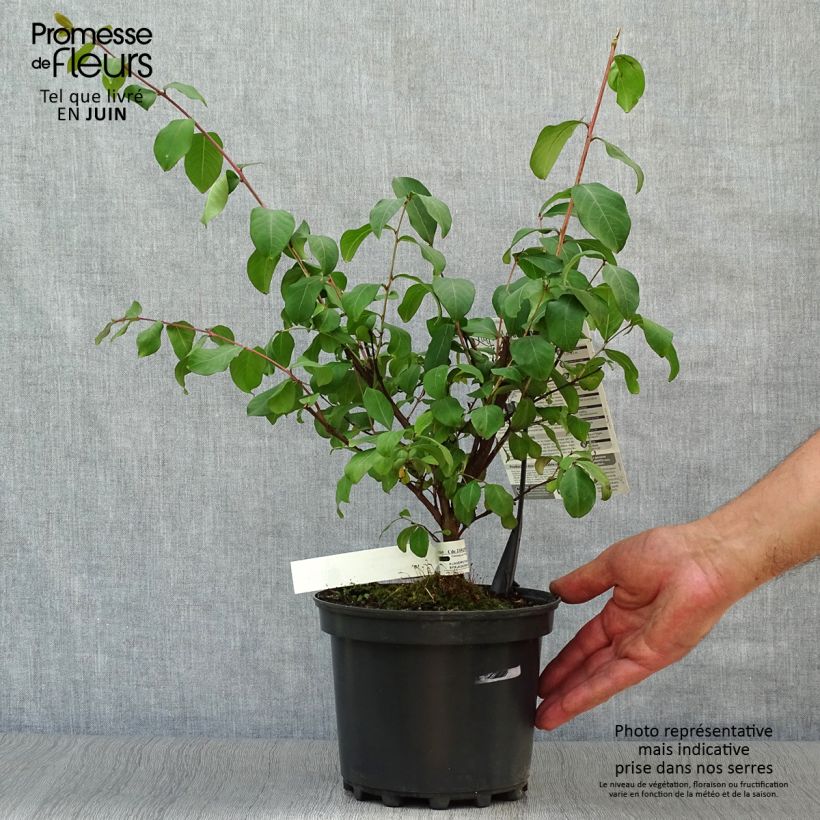 Esimerkki kesällä toimitetusta Kiinankutrio Grand Cru Pot de 3L/4L-taimesta
