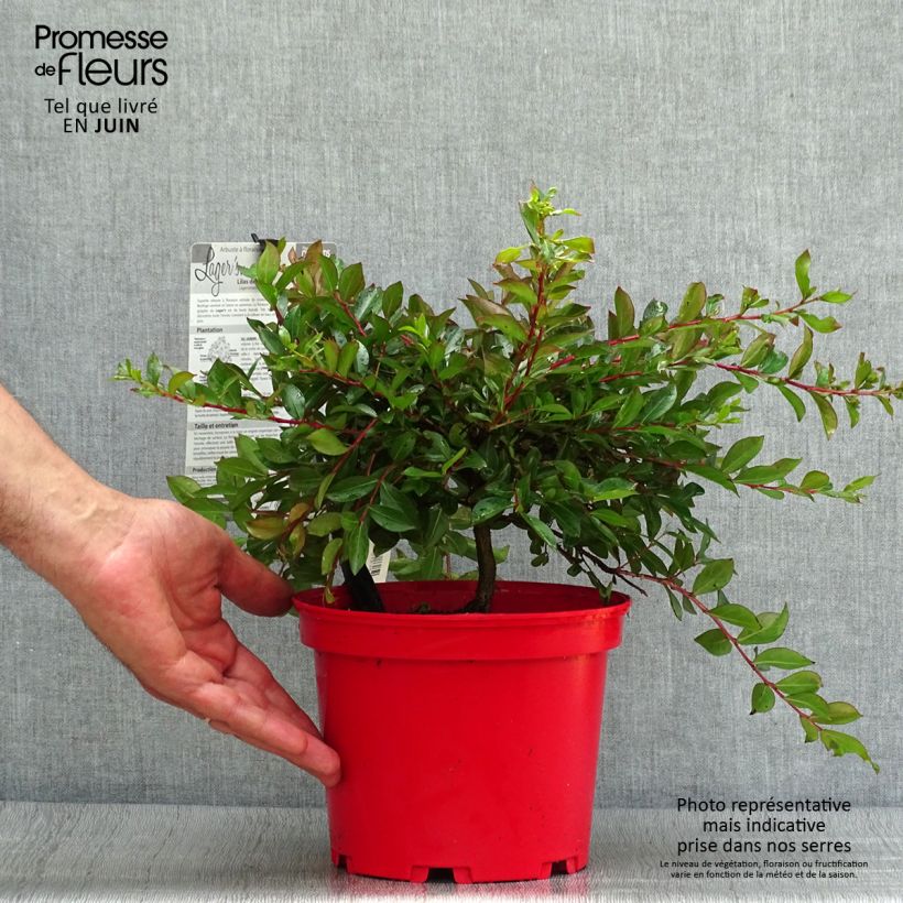 Esimerkki kesällä toimitetusta Kiinankutrio Houston Pot de 3L/4L-taimesta