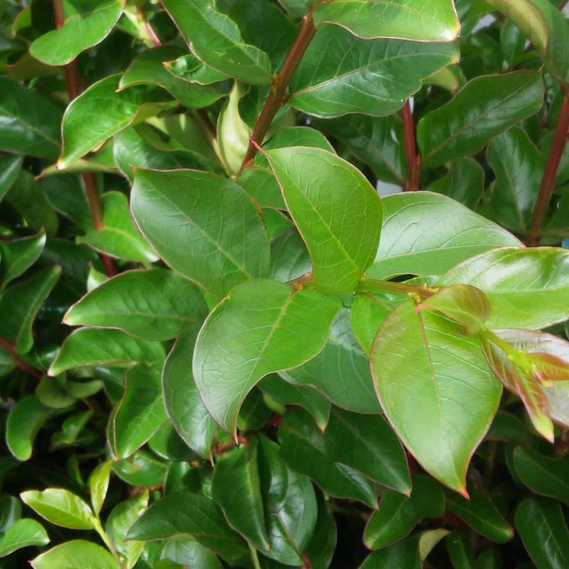 Kiinankutrio Margaux (Lehvistö)