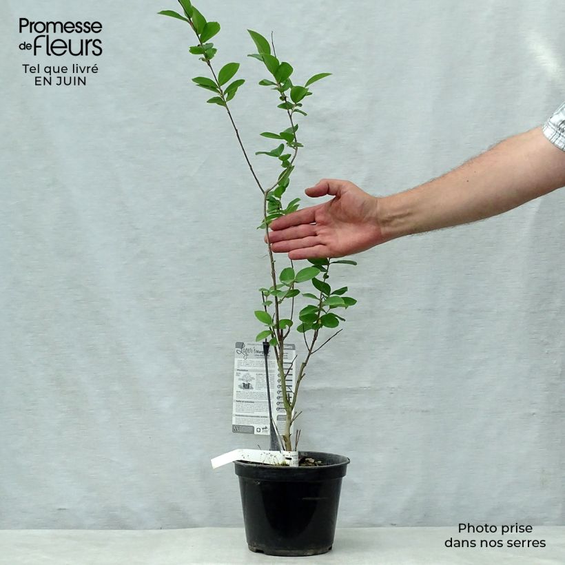 Esimerkki kesällä toimitetusta Kiinankutrio Margaux Pot de 3L/4L-taimesta