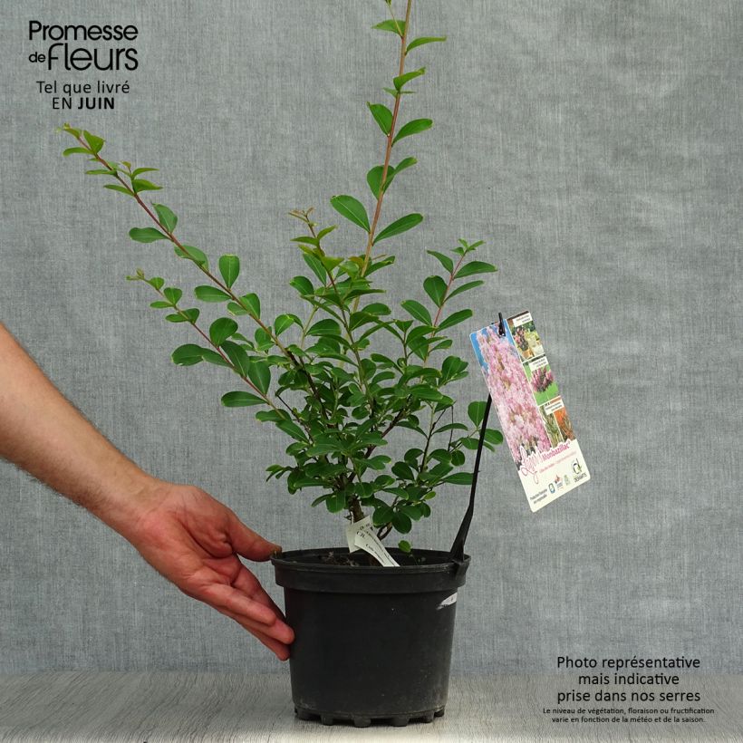 Esimerkki kesällä toimitetusta Kiinankutrio Monbazillac Pot de 3L/4L, Buisson-taimesta