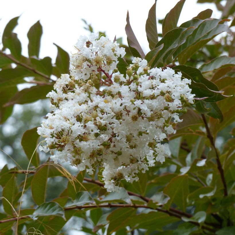 Kiinankutrio Nivea (Kukinta)