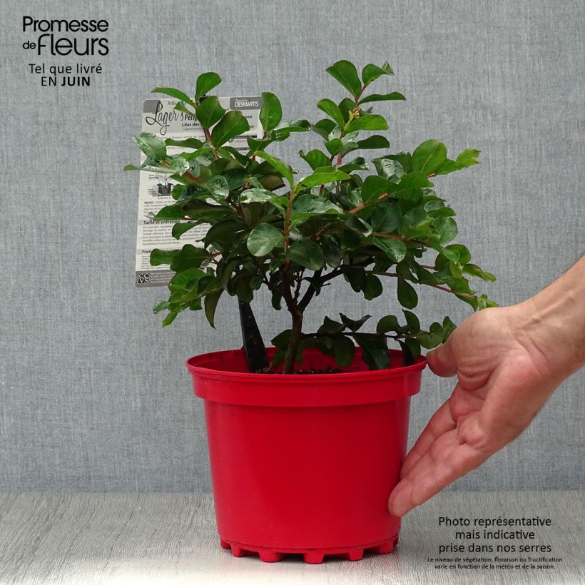 Esimerkki kesällä toimitetusta Kiinankutrio Périgord Pourpre Ruukku 3L / 4L-taimesta