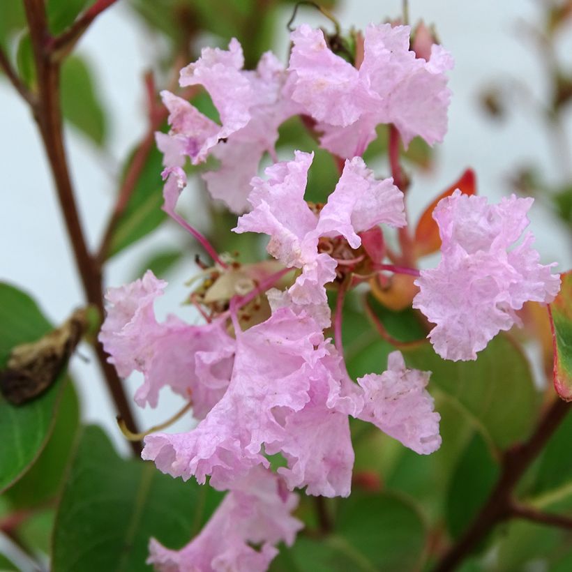 Kiinankutrio Pink Grand Sud (Kukinta)