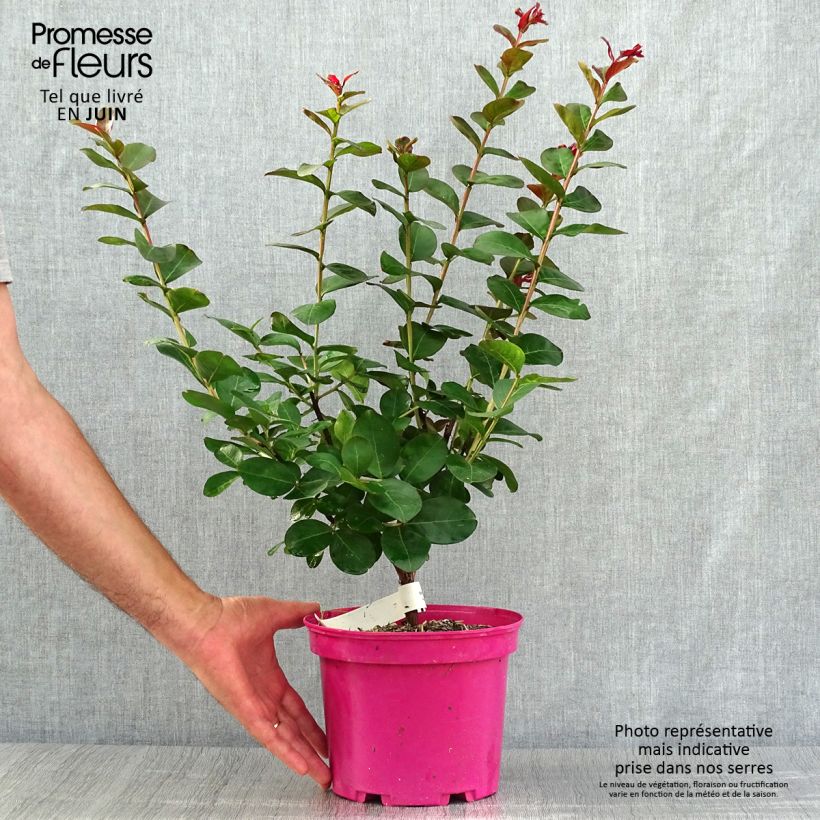 Esimerkki kesällä toimitetusta Kiinankutrio Pink Velours Ruukku 3L / 4L-taimesta