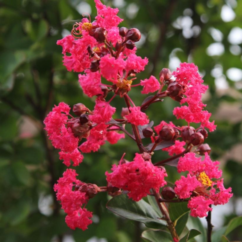 Kiinankutrio Pink Velours (Kukinta)