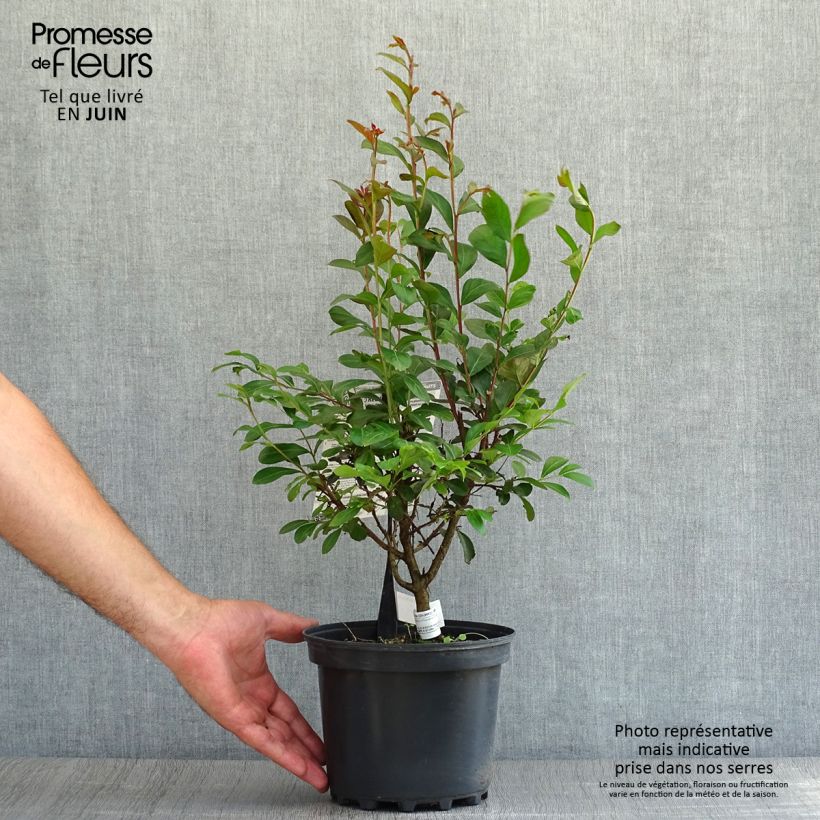 Esimerkki kesällä toimitetusta Kiinankutrio Red imperator Pot de 3L/4L, Buisson-taimesta