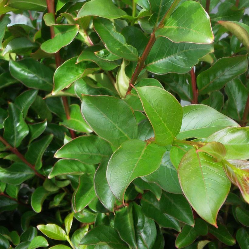 Kiinankutrio Rose Fuchsia (Lehvistö)