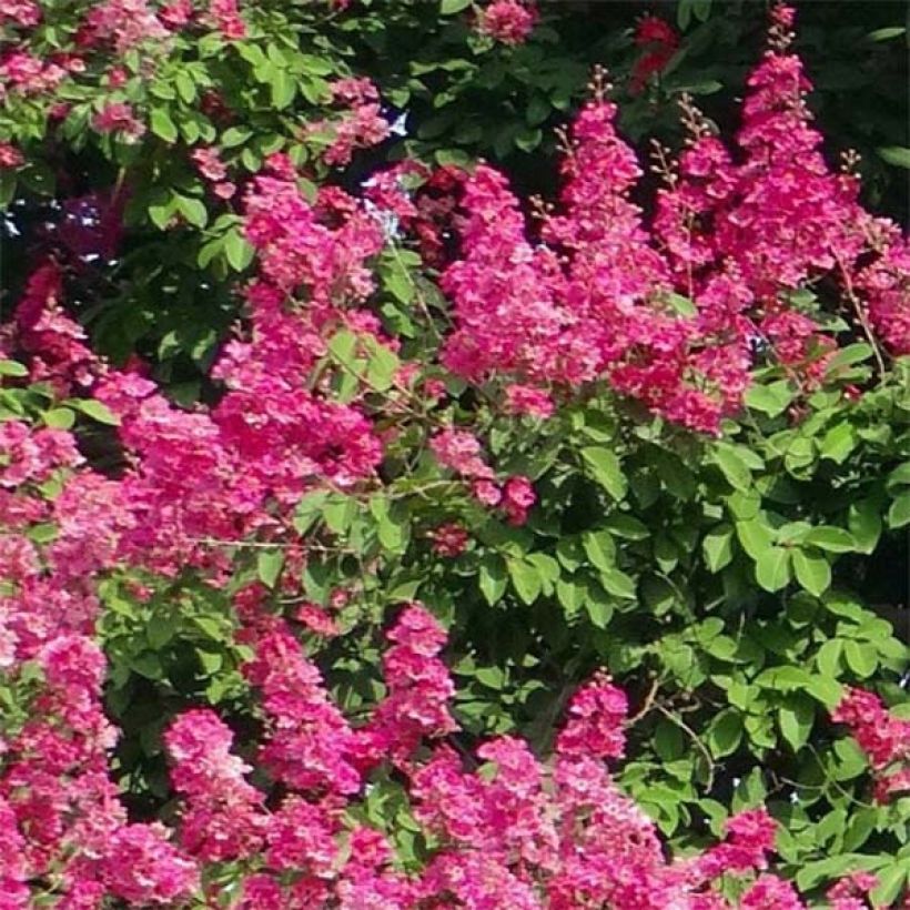 Kiinankutrio Rose Fuchsia (Kukinta)