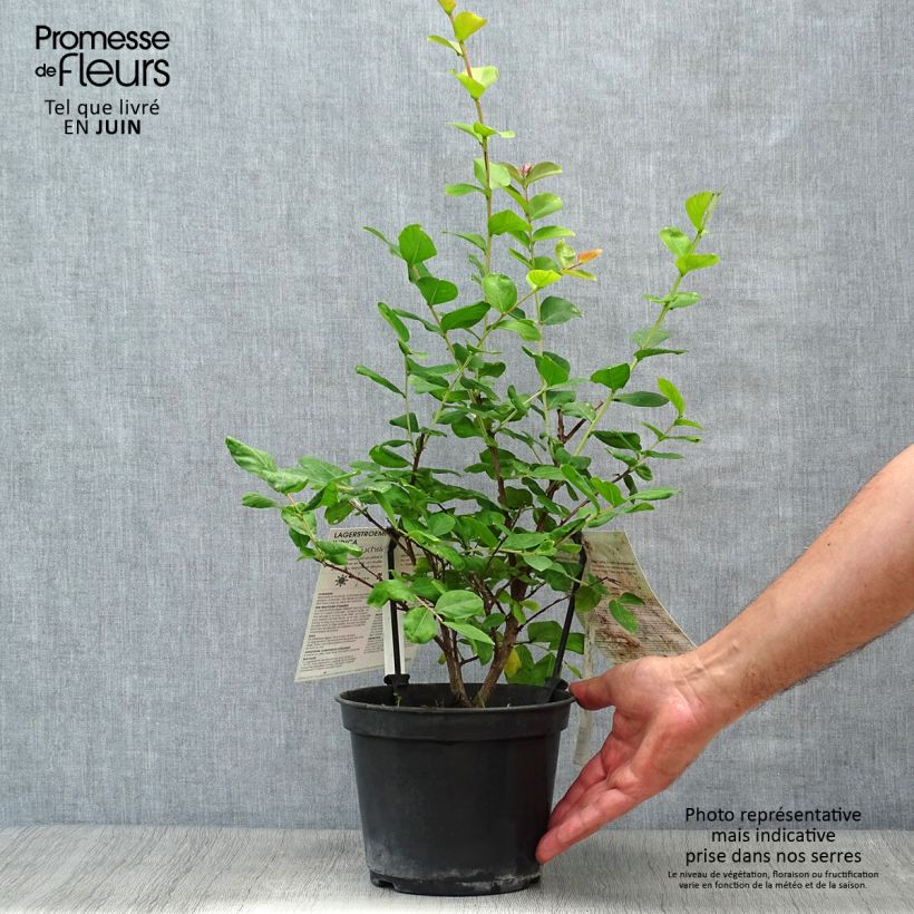 Esimerkki kesällä toimitetusta Kiinankutrio Rose Fuchsia Pot de 3L/4L, Buisson-taimesta