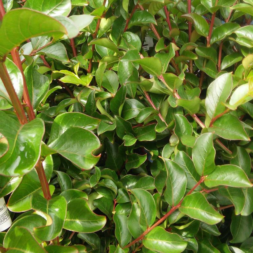 Kiinankutrio Rose Indien (Lehvistö)