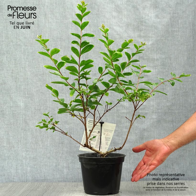 Esimerkki kesällä toimitetusta Kiinankutrio Rose Indien Pot de 3L/4L-taimesta