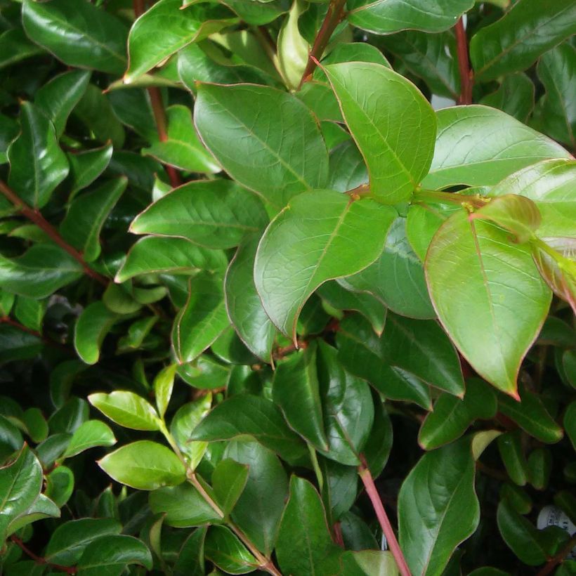 Kiinankutrio Rose Thé (Lehvistö)