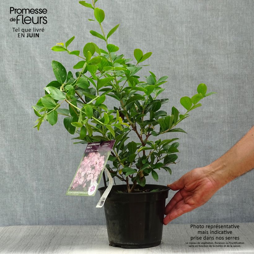 Esimerkki kesällä toimitetusta Kiinankutrio Rose Thé Pot de 3L/4L-taimesta