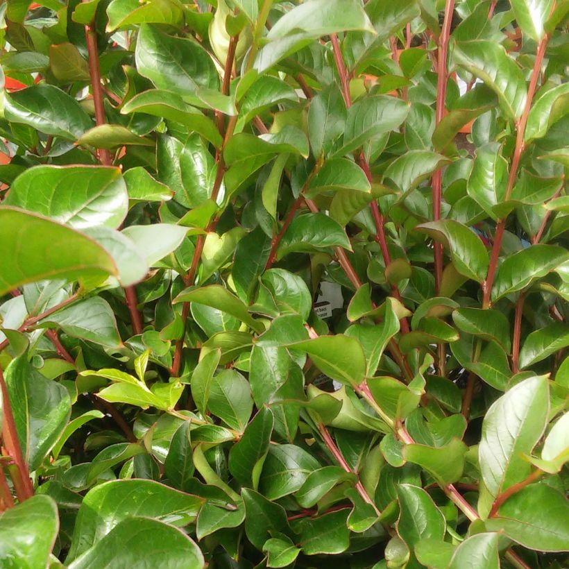 Kiinankutrio Rouge Nain (Lehvistö)