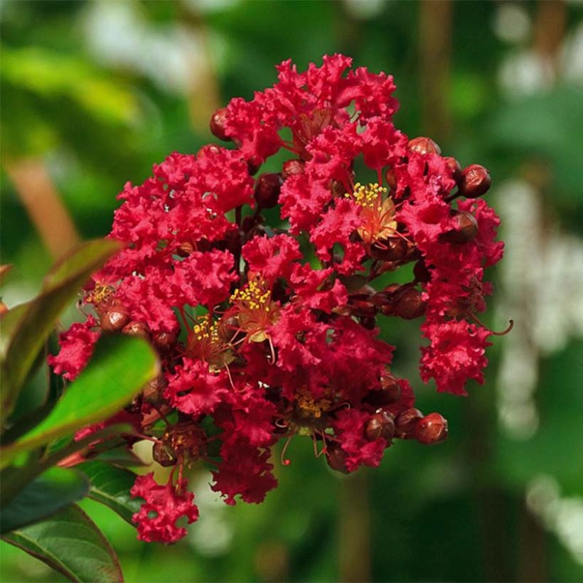 Kiinankutrio Rouge Nain (Kukinta)