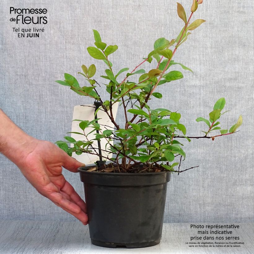 Esimerkki kesällä toimitetusta Kiinankutrio Rouge Nain Pot de 2L/3L-taimesta