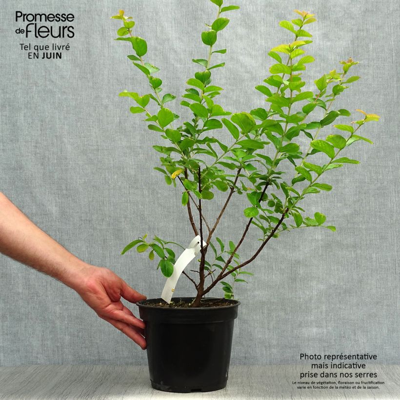 Esimerkki kesällä toimitetusta Kiinankutrio Rubra Pot de 2L/3L-taimesta