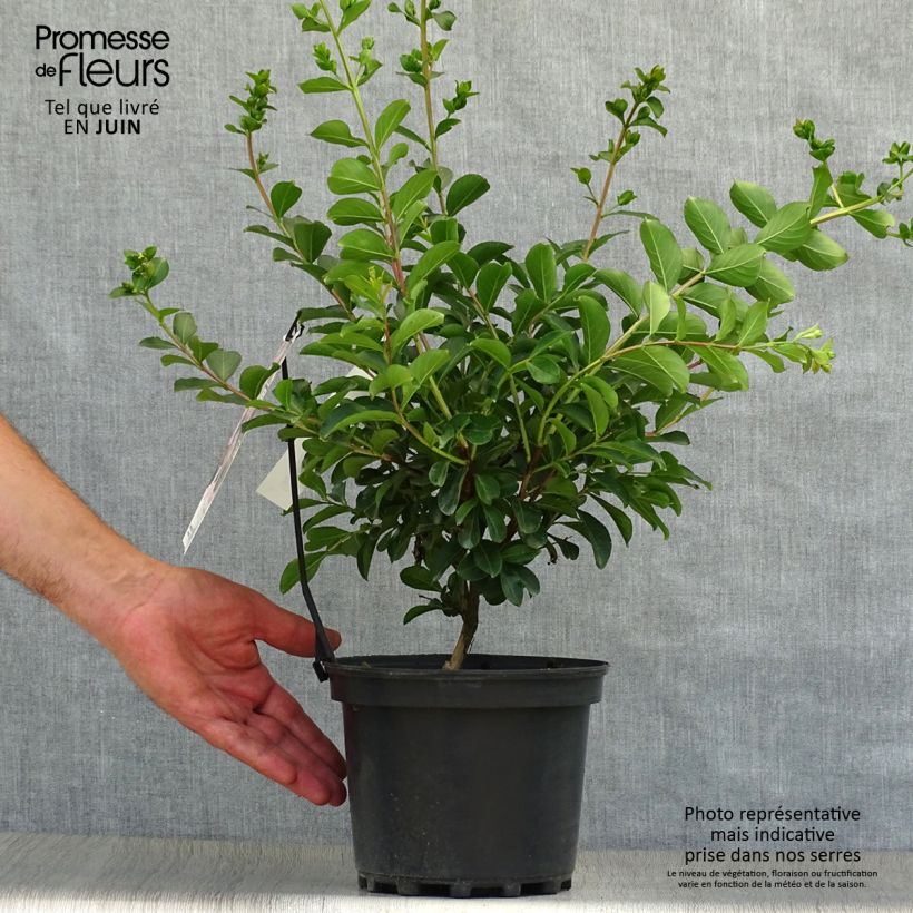 Esimerkki kesällä toimitetusta Kiinankutrio Soir d'Eté Pot de 3L/4L-taimesta