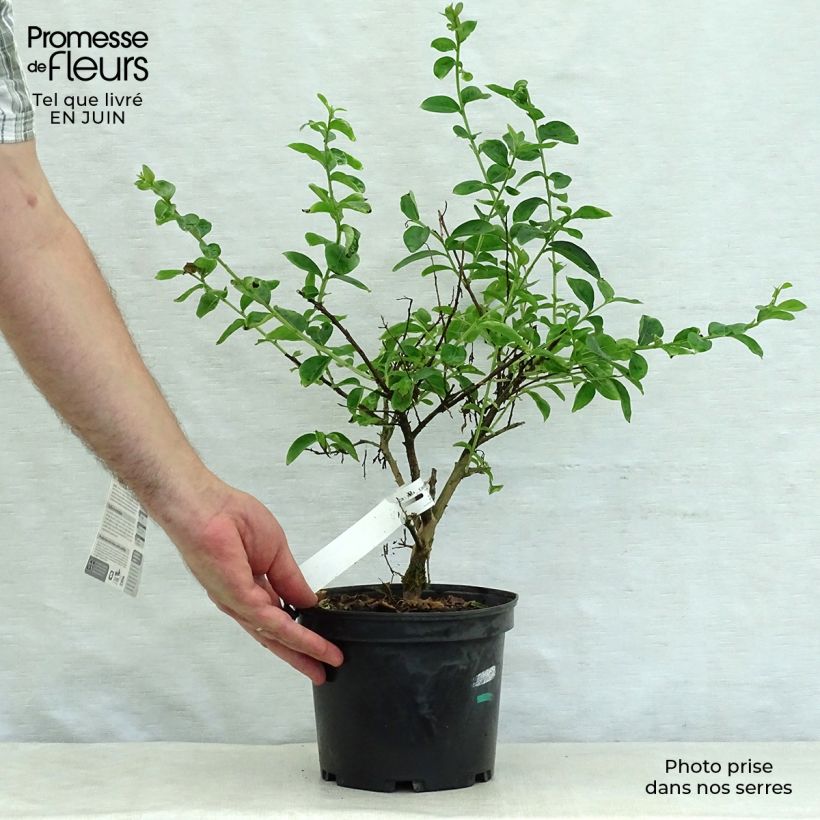 Esimerkki kesällä toimitetusta Kiinankutrio Souvenir d'Hubert Puard Pot de 3L/4L-taimesta