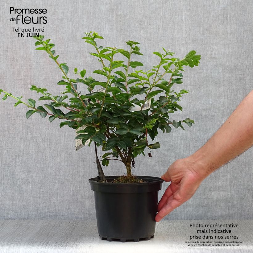 Esimerkki kesällä toimitetusta Kiinankutrio Souvenir d'André Desmartis Pot de 3L/4L-taimesta