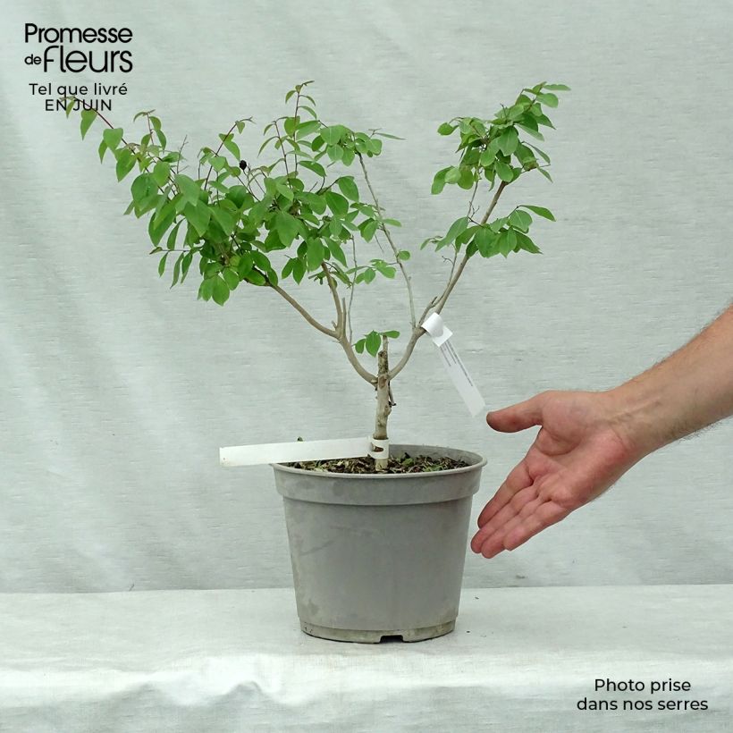 Esimerkki kesällä toimitetusta Kiinankutrio Summer Beauty Centennial Pot de 3L/4L-taimesta