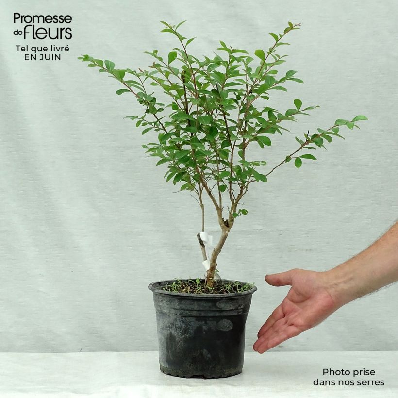 Esimerkki kesällä toimitetusta Kiinankutrio Summer Beauty Ozark Spring Pot de 3L/4L-taimesta