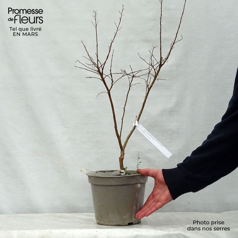 Esimerkki keväällä toimitetusta Kiinankutrio Summer Beauty Velma's Royal Delight Pot de 3L/4L-taimesta