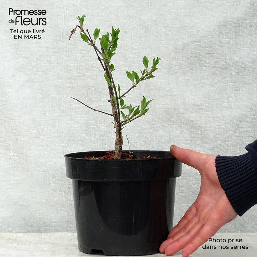 Esimerkki keväällä toimitetusta Kiinankutrio Summer Beauty Victor Pot de 3L/4L-taimesta