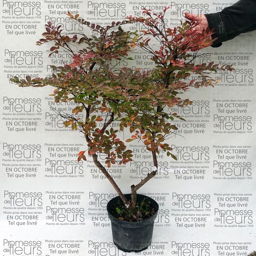 Esimerkki toimitetusta Kiinankutrio Summer Charm Acoma Pot de 3L/4L-taimesta