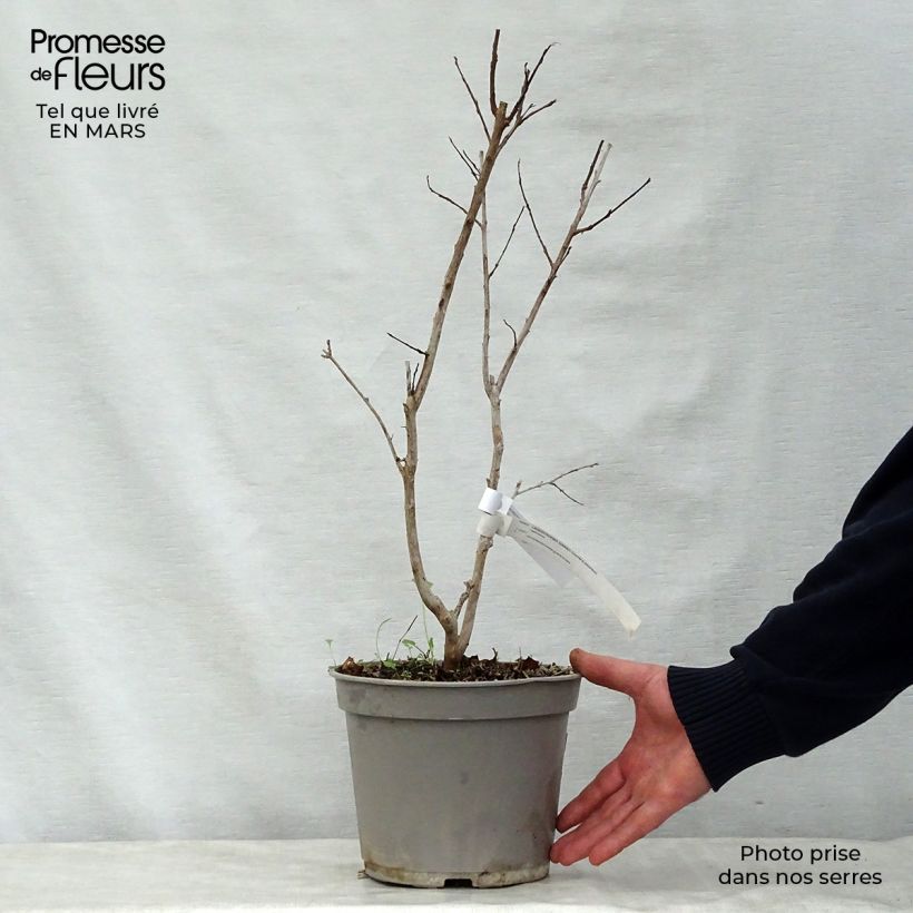 Esimerkki keväällä toimitetusta Kiinankutrio Summer Charm Arapaho Pot de 3L/4L-taimesta