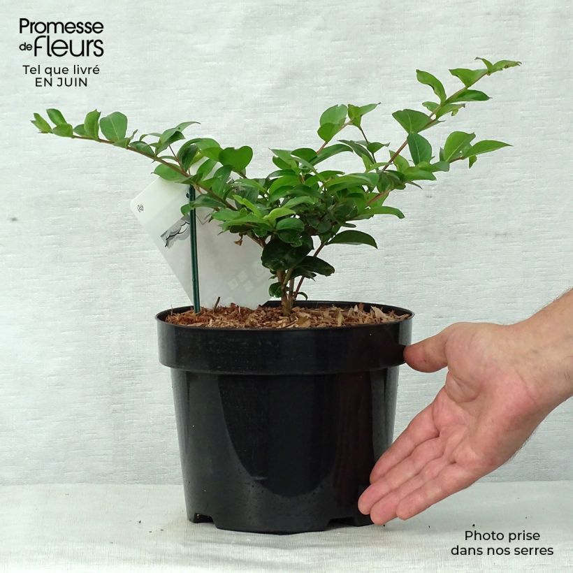 Esimerkki kesällä toimitetusta Kiinankutrio Summer Charm(R) Tonto Pot de 3L/4L-taimesta