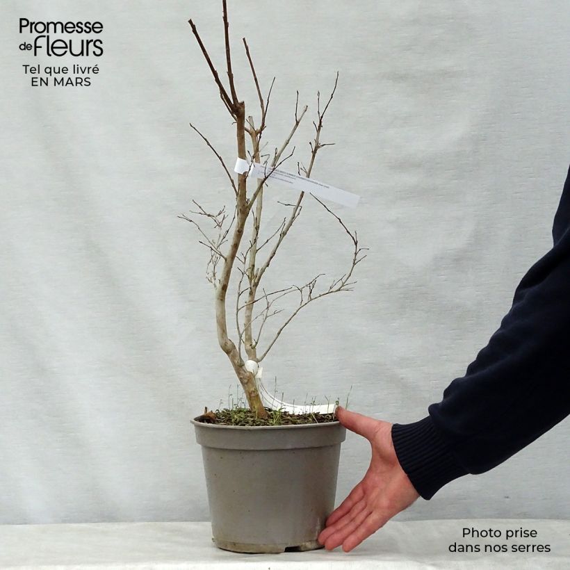 Esimerkki keväällä toimitetusta Kiinankutrio Summer Charm Tuscarora Pot de 3L/4L-taimesta