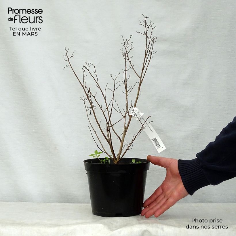 Esimerkki keväällä toimitetusta Kiinankutrio Terrasse Rose Ruukku 3L / 4L-taimesta