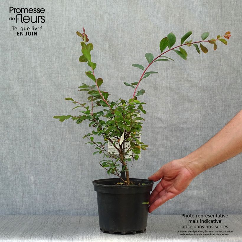 Esimerkki kesällä toimitetusta Kiinankutrio Terrasse Rouge Pot de 3L/4L-taimesta
